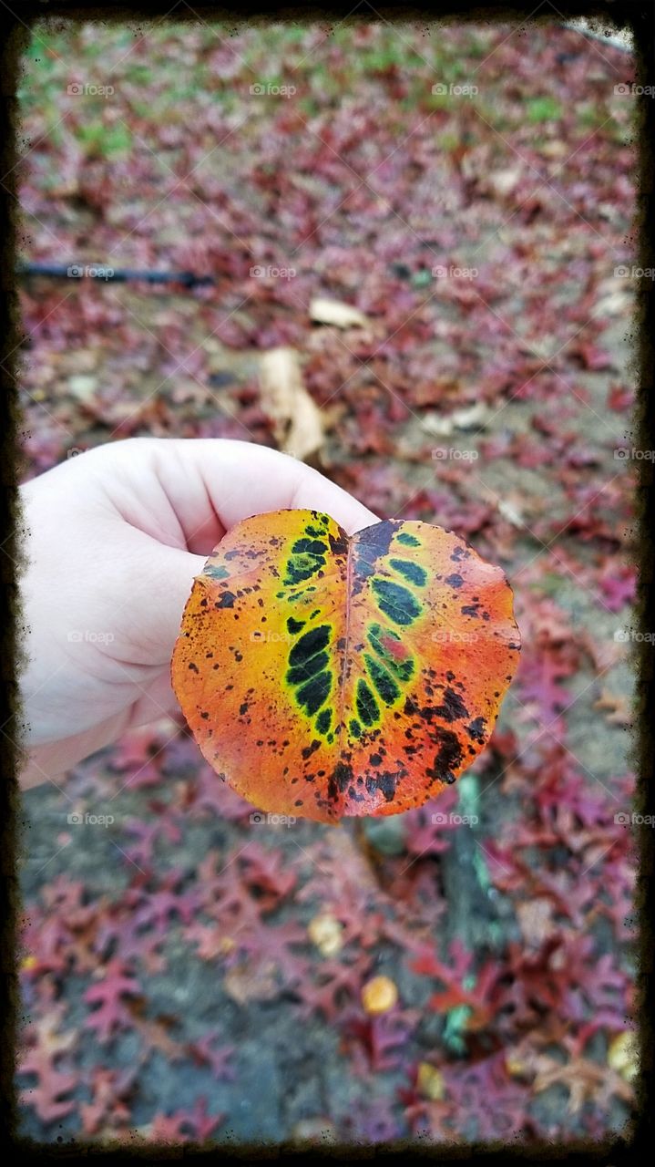 Leaf in Fall