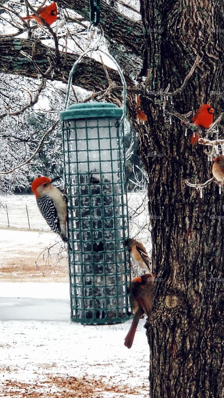 Red-bellied Woodpecker, Cardinals & other birds gathered around a bird feeder in the ice & snow in East Texas