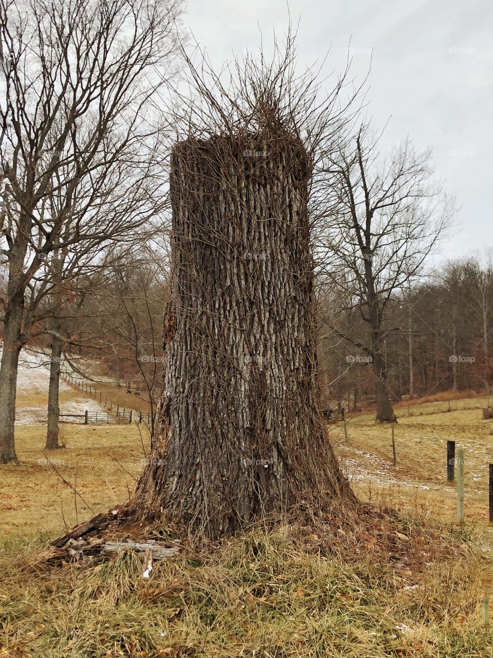 Interesting tree stump 