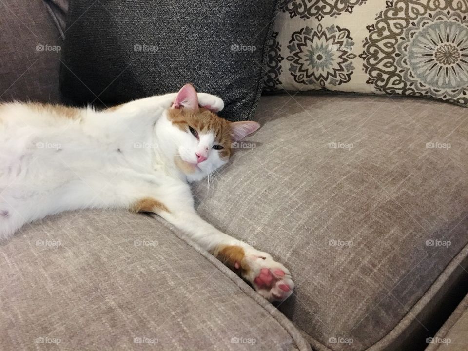 Exhausted funny orange and white kitty cat laying on couch with paw over head. 