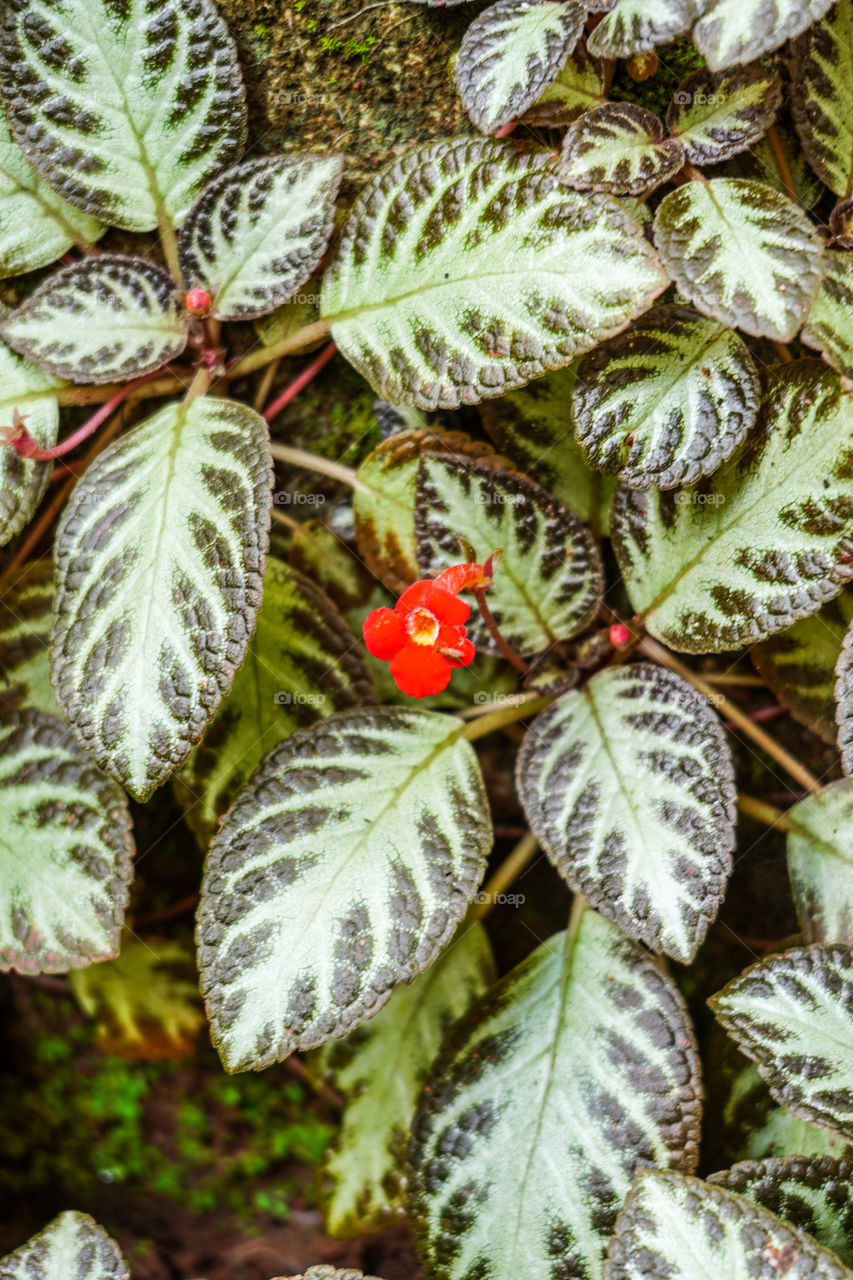 Portraits of a plant 