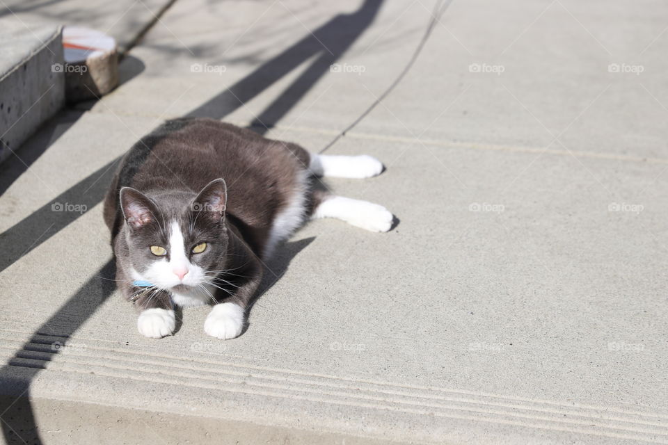 Cat laying on a patio on a sunny day