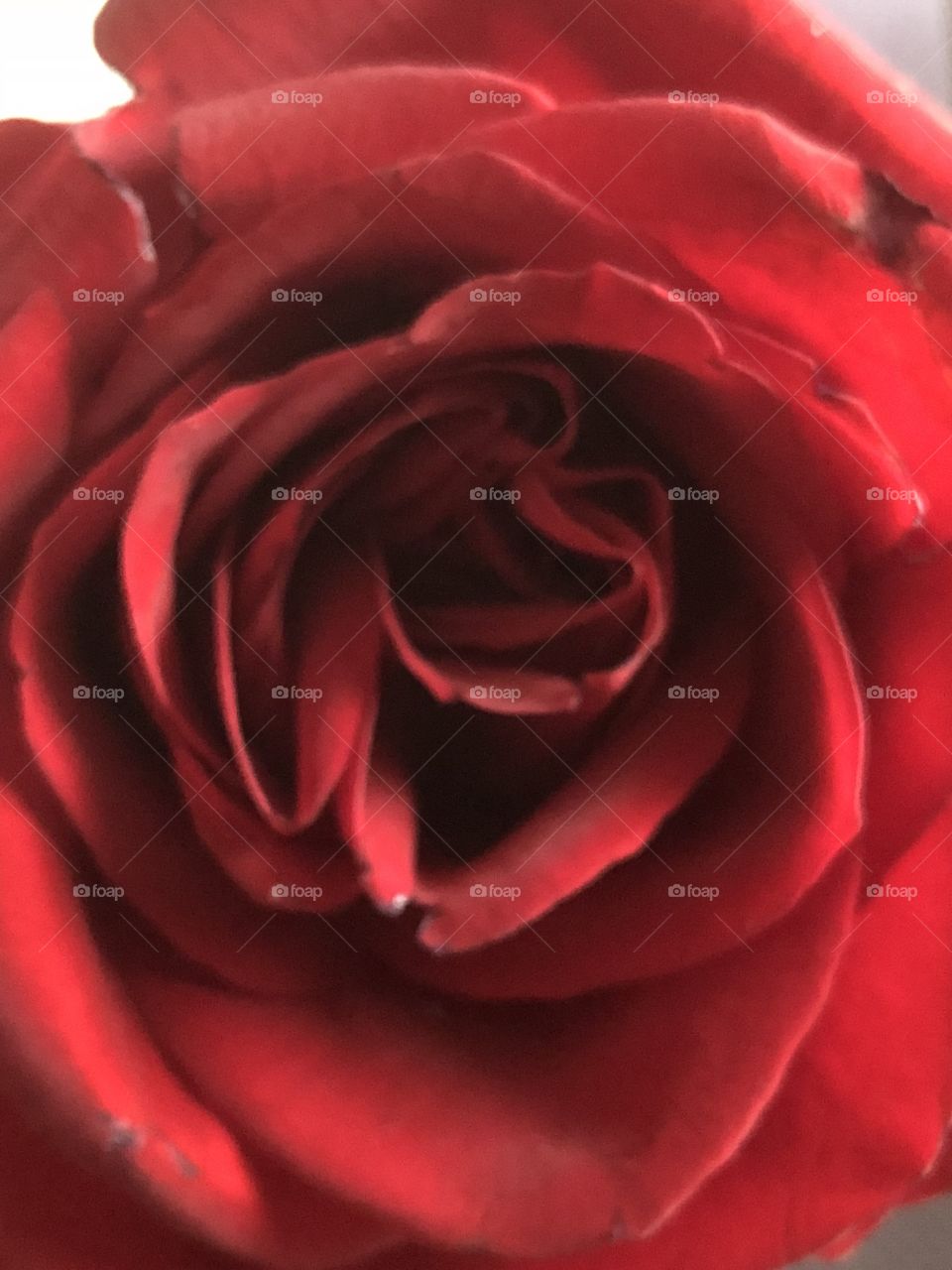 Red rose