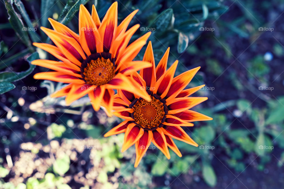 Colorful flowers blooming in spring