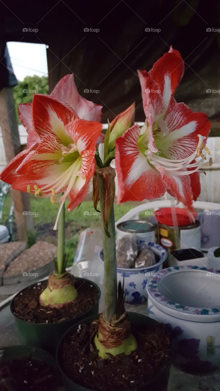 red white blooming lilly