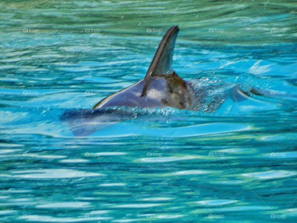 Dolphin In Captivity