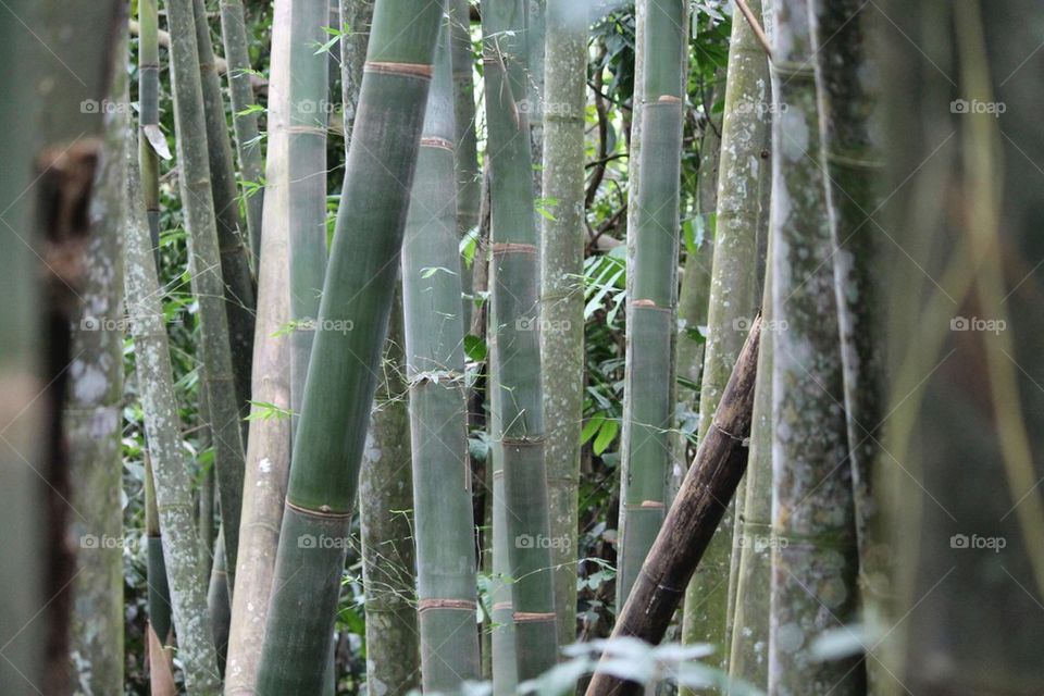 Bamboos 