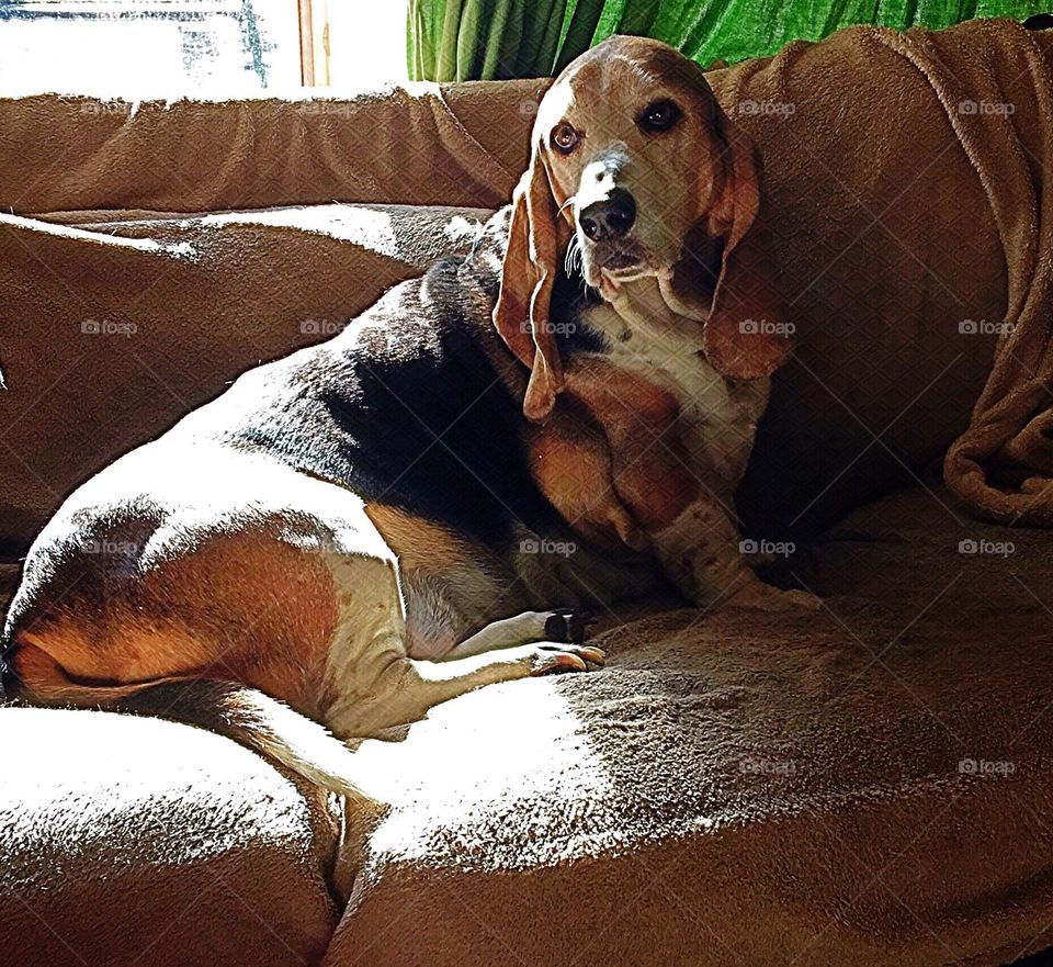 My Basset hound modeling on the sofa