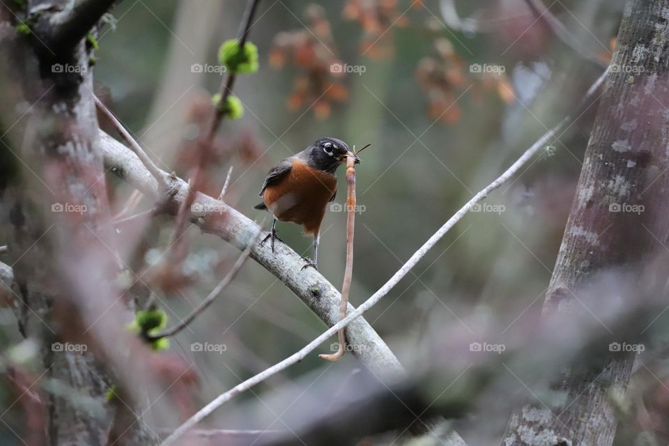 Bird holding a worm in its beak