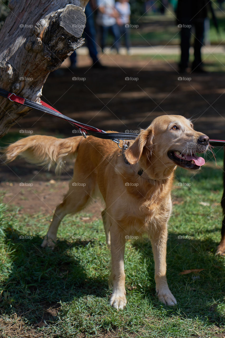 Golden retriever at the park