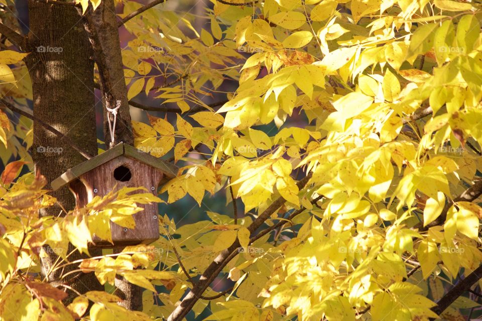 Birdhouse in autumn trees