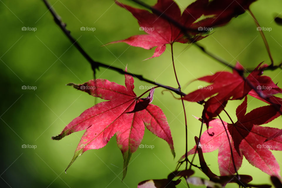 Leaf, No Person, Fall, Nature, Outdoors