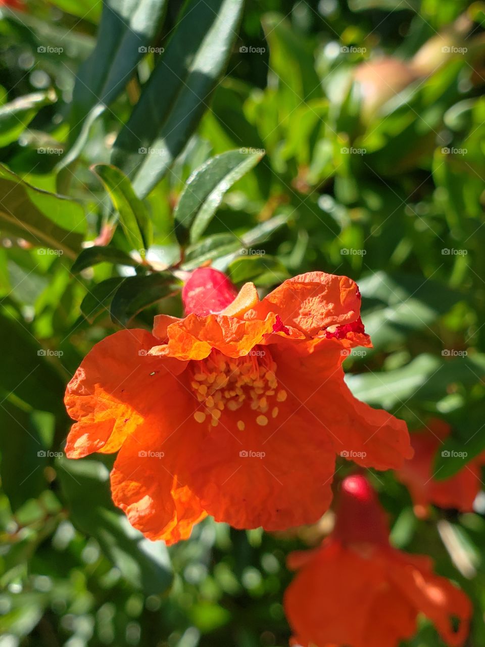pomegranate blooming