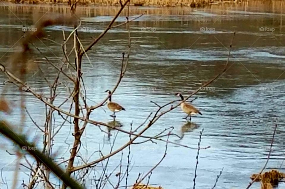Geese on the ice