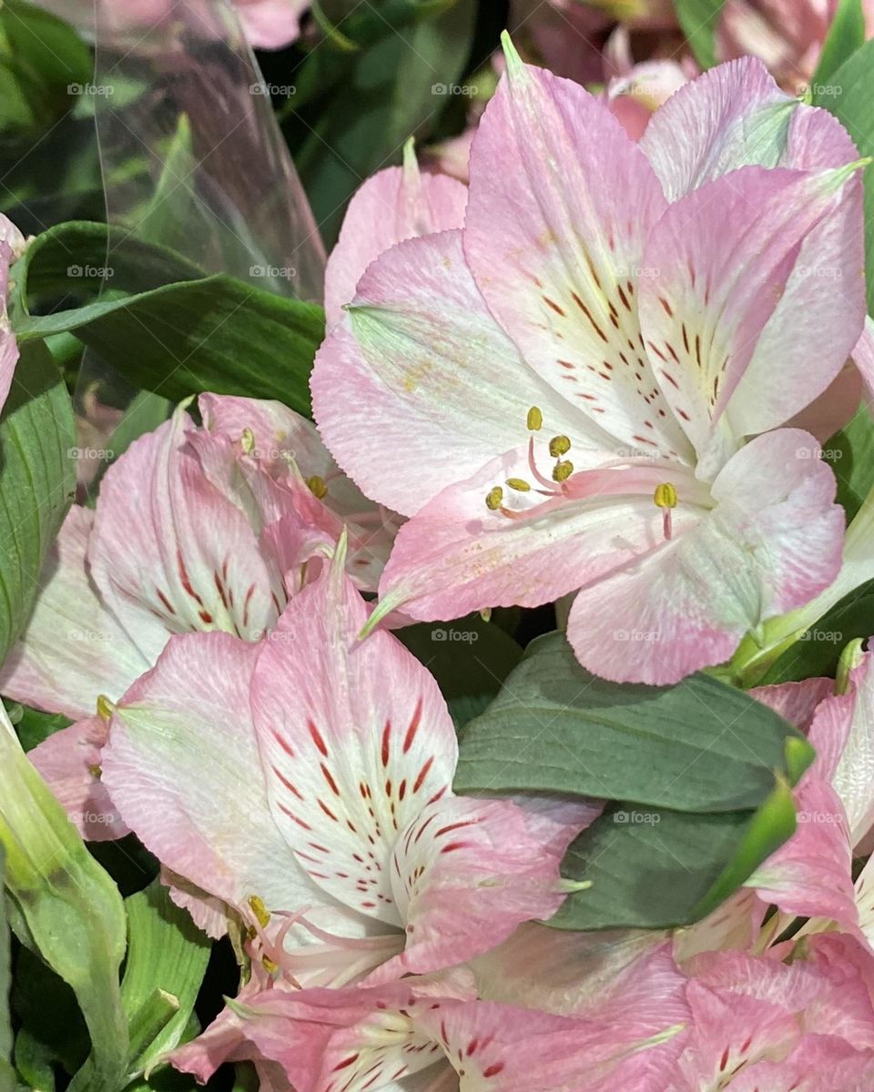 Pink Lilies 