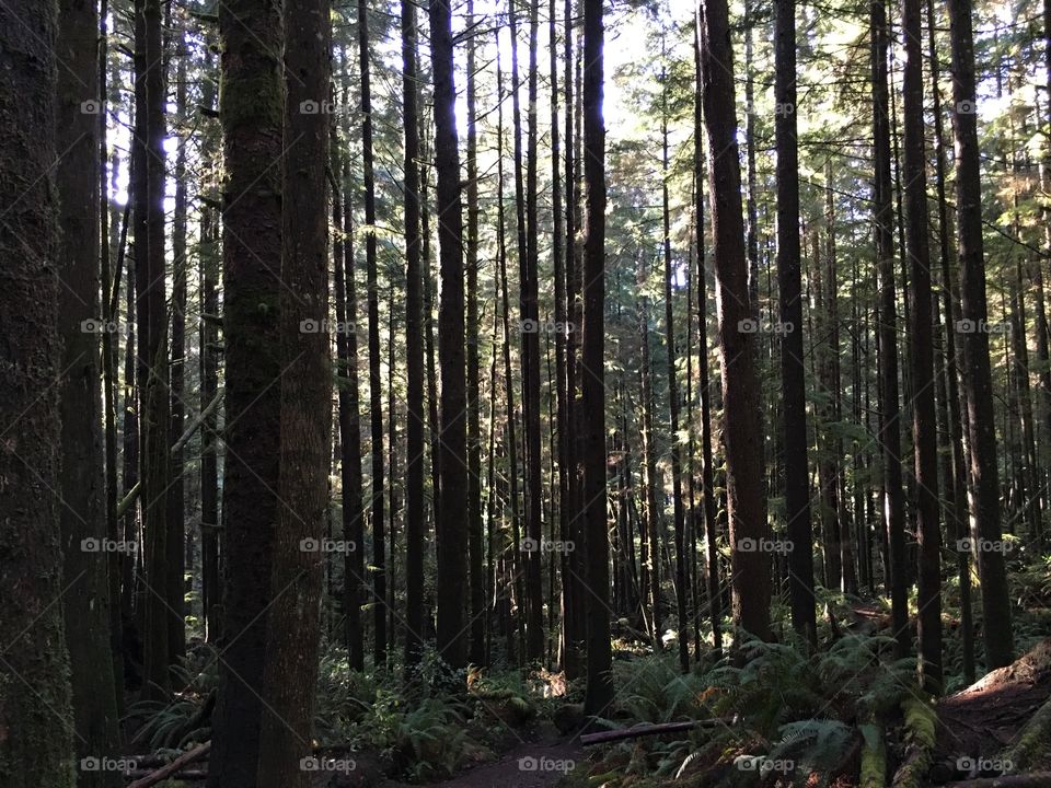 Juan de fuca trail