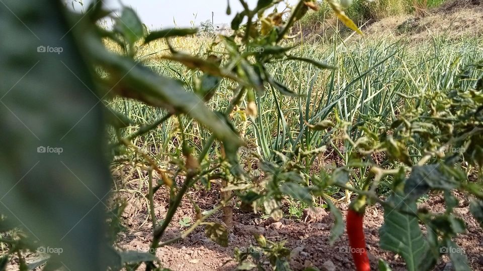 indian farming photo