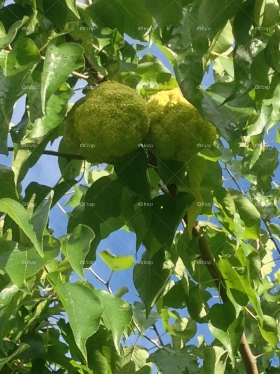 Low angle view of a osage apple tree branch