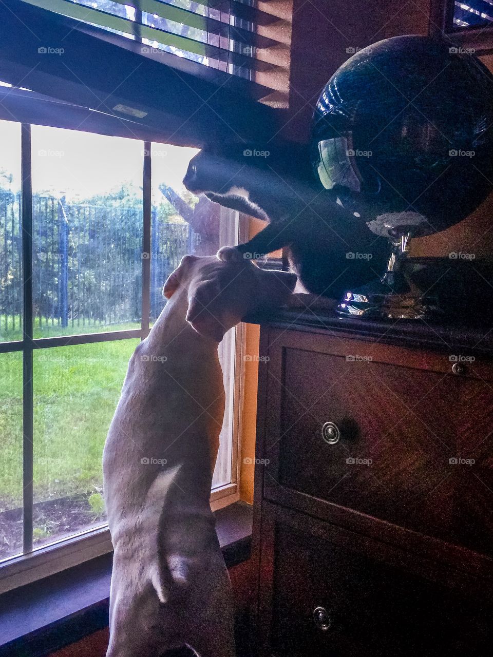 Pup and kitty by the window 