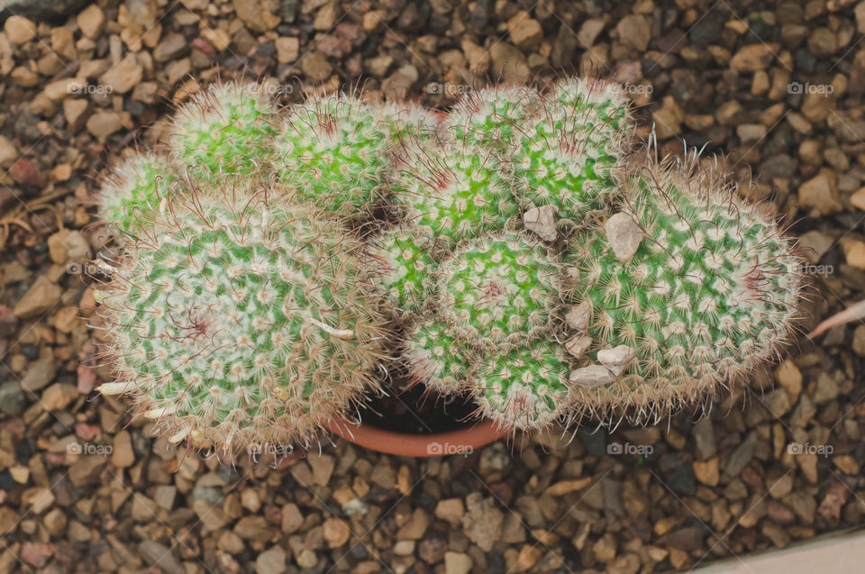 Cactus family in the pot from above 