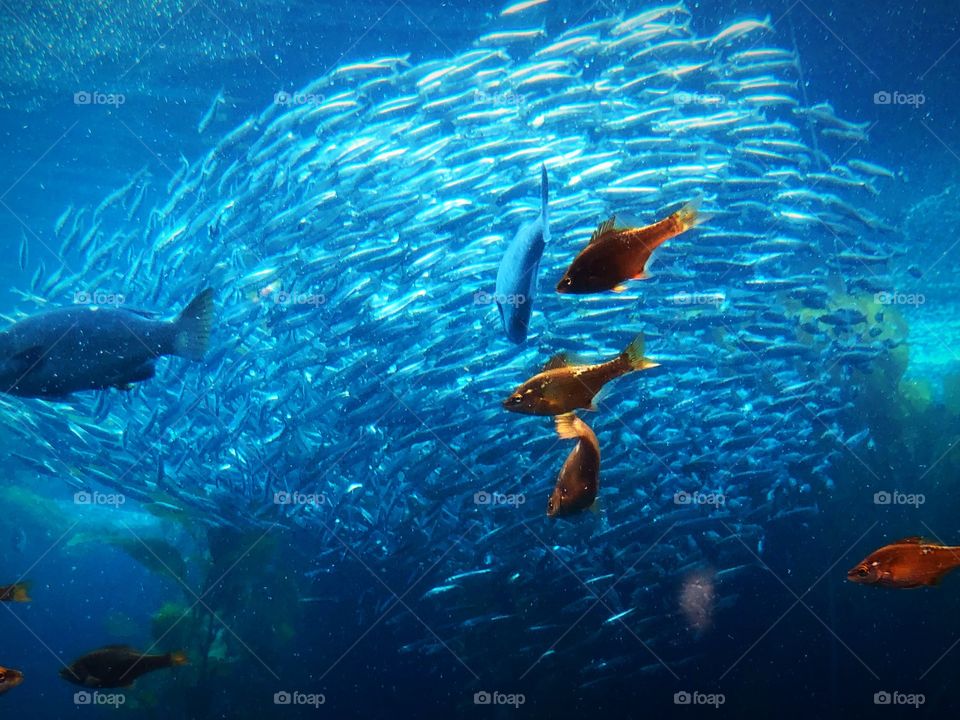 Underwater, Fish, Swimming, Ocean, Reef