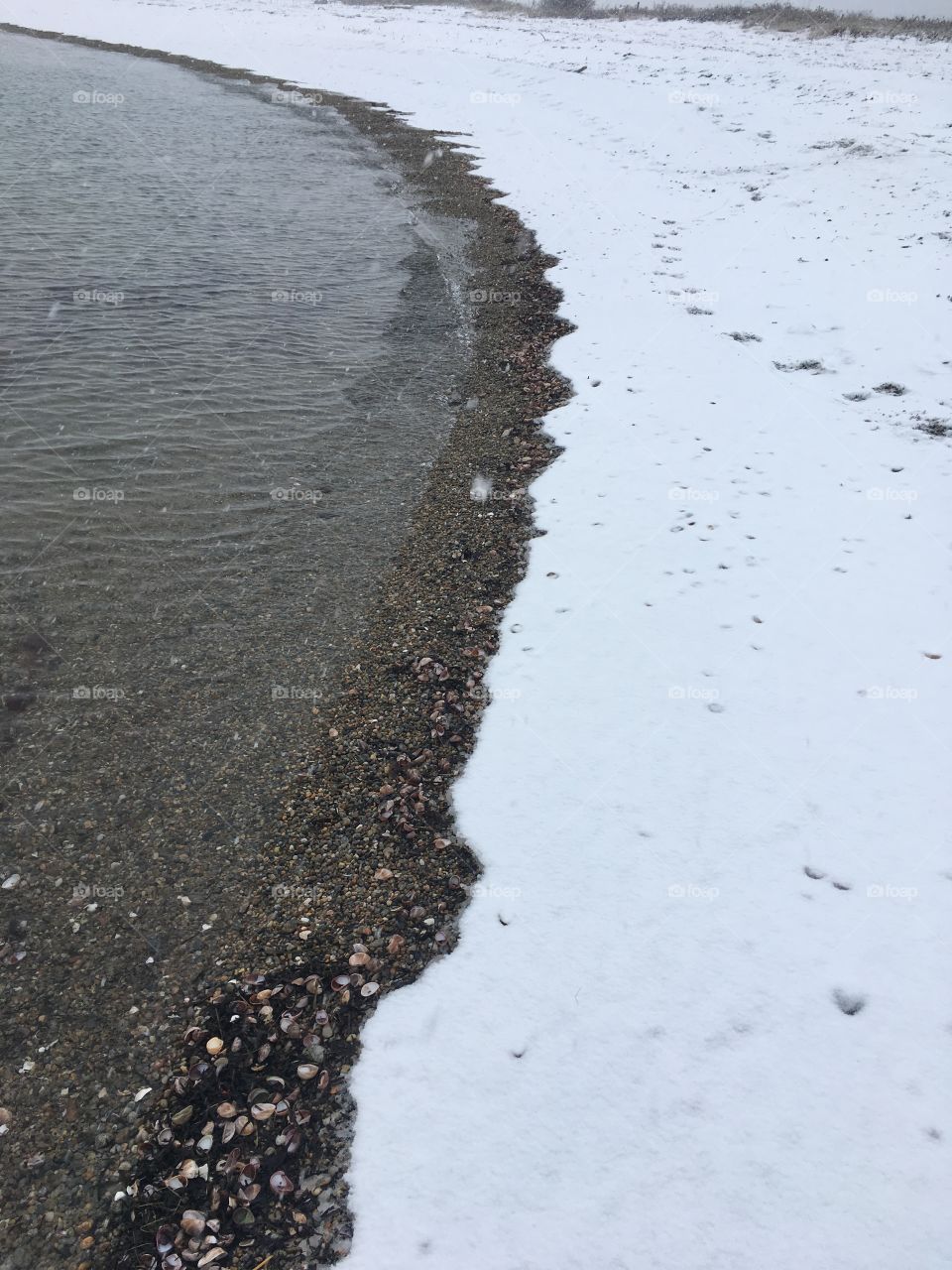 A seashell covered Connecticut coastline during winter, snow meets water on the beach.