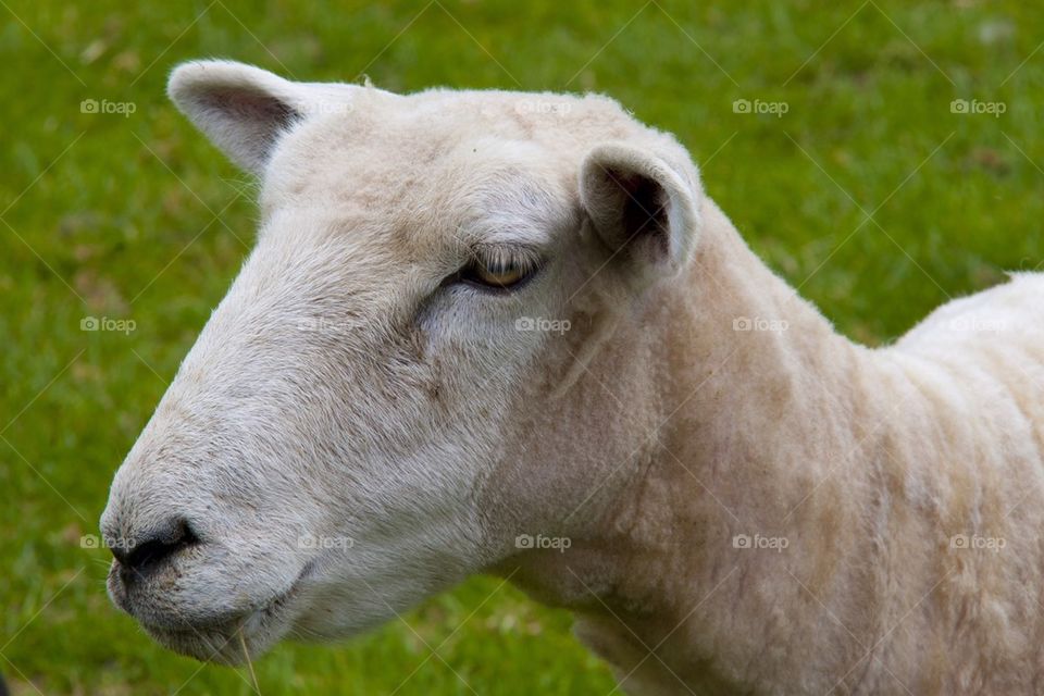 AUCKLAND, NEW ZEALAND THE SHEEP FARM