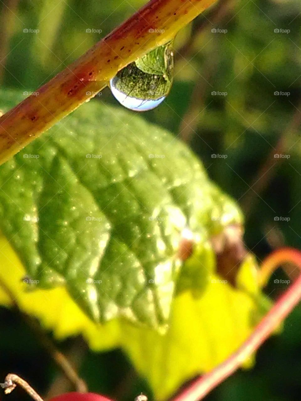 water droplet on a vine