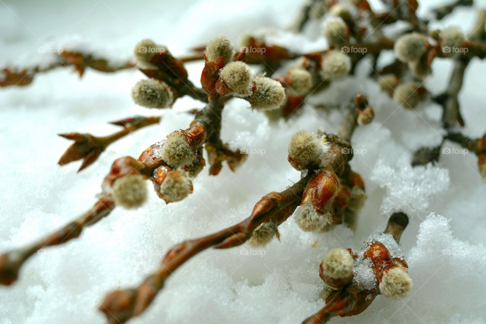 Close-up of bud in snow