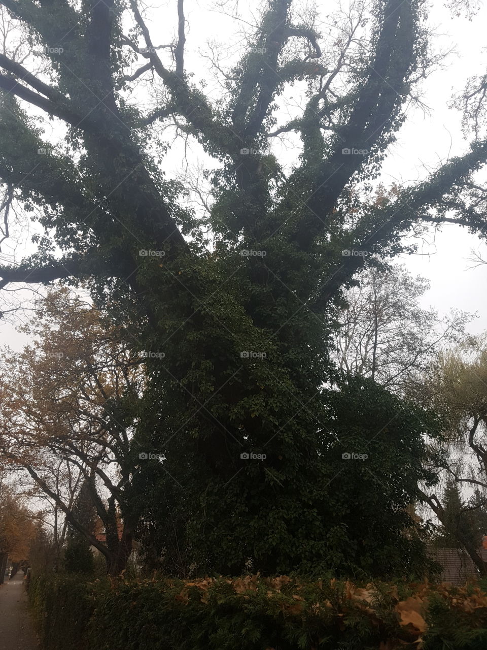 a tree on a street in Berlin