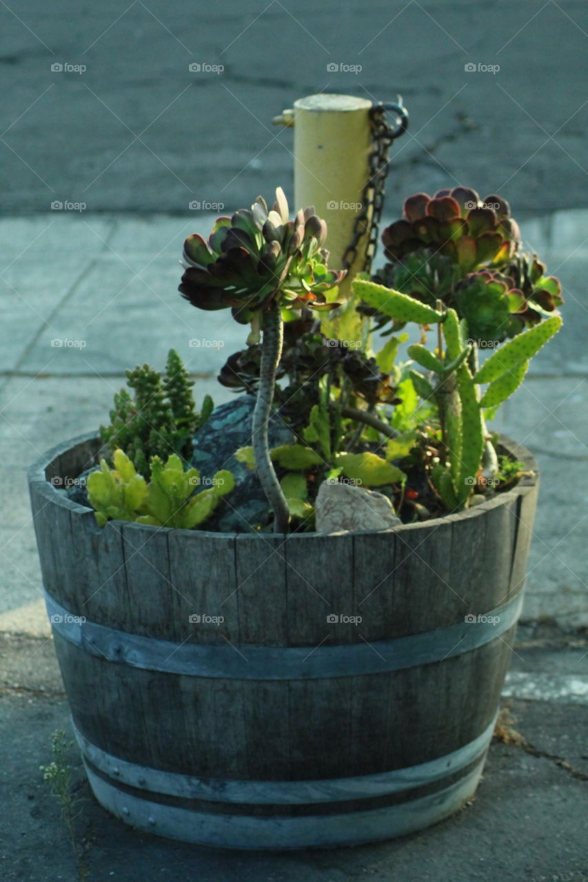 is succulent plants garden in a pot with a cityscape