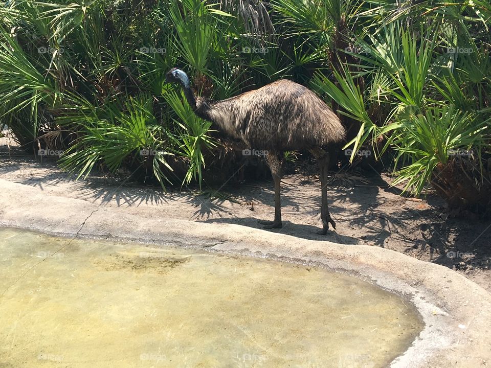 Zoo Emu 