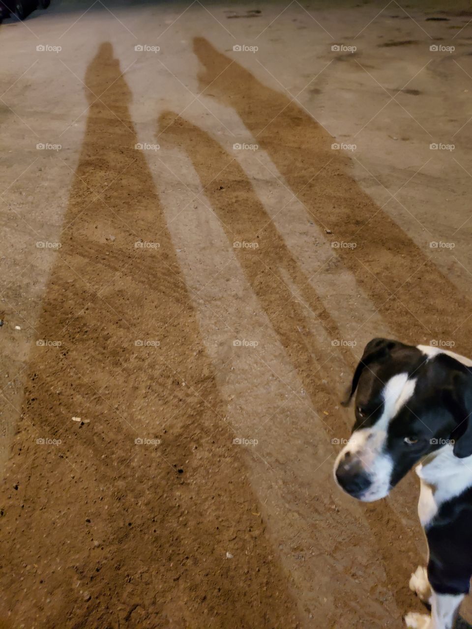 spring walk with your dog!