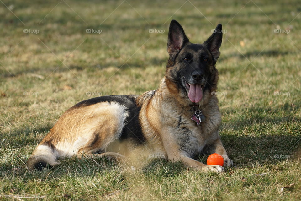 The dog of summer