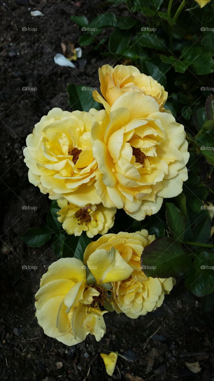 big beutiful yellow roses