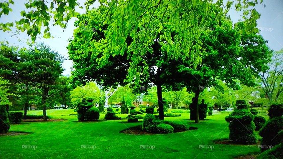 Tree, Garden, Grass, Lawn, Park