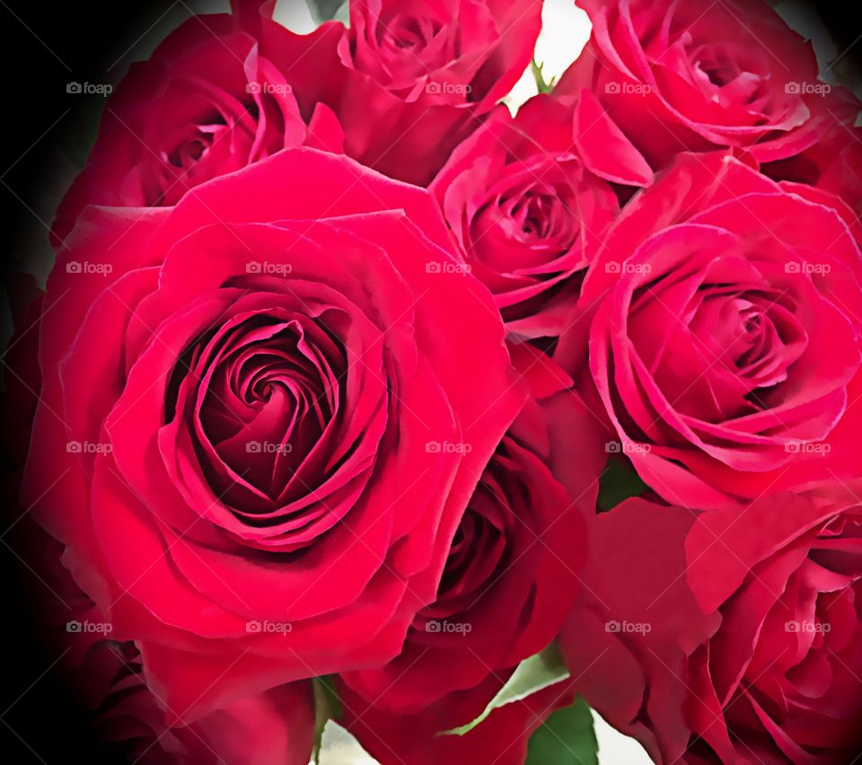 Red Roses
