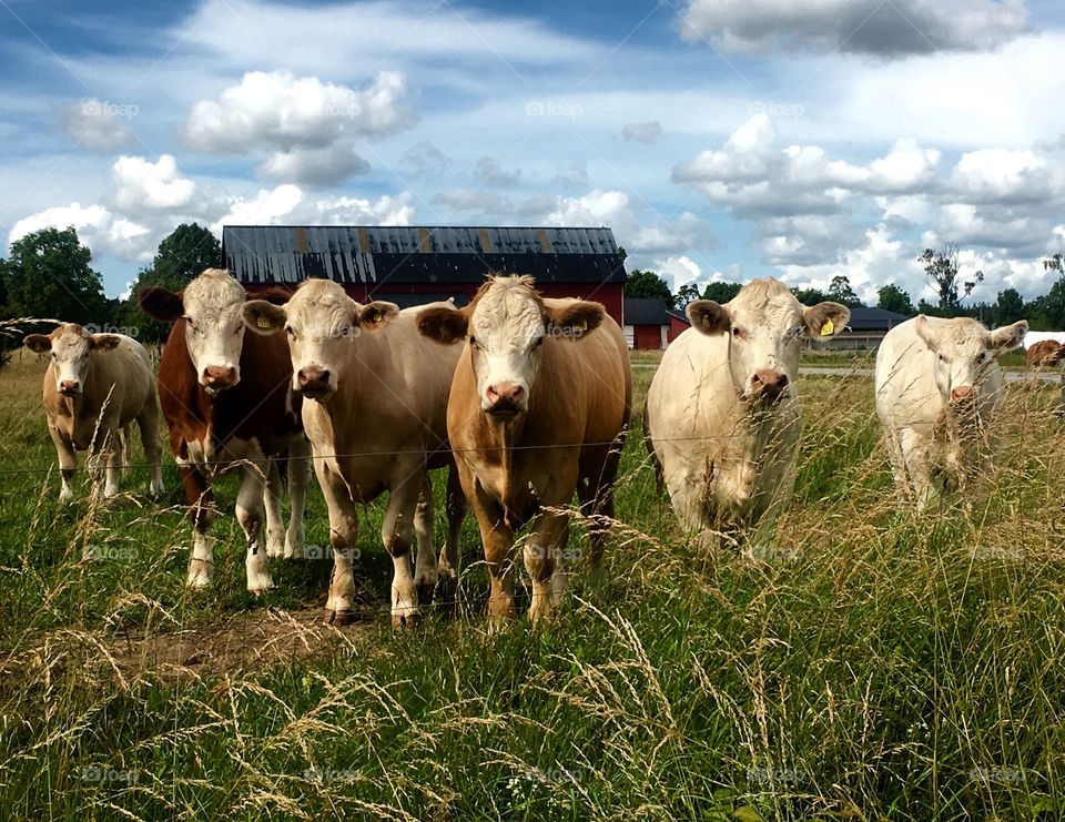 Cows in Gotland