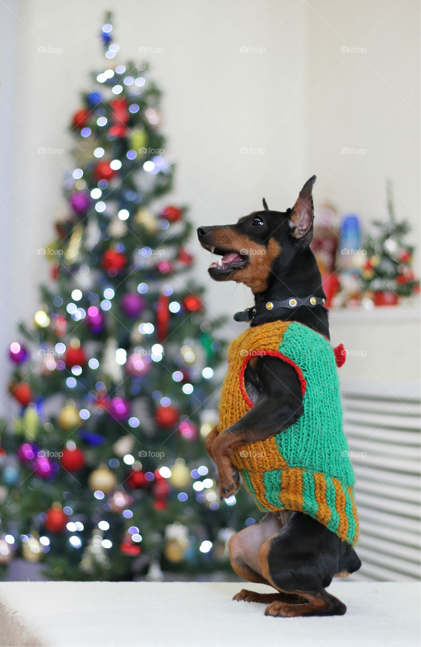 Pinscher dog