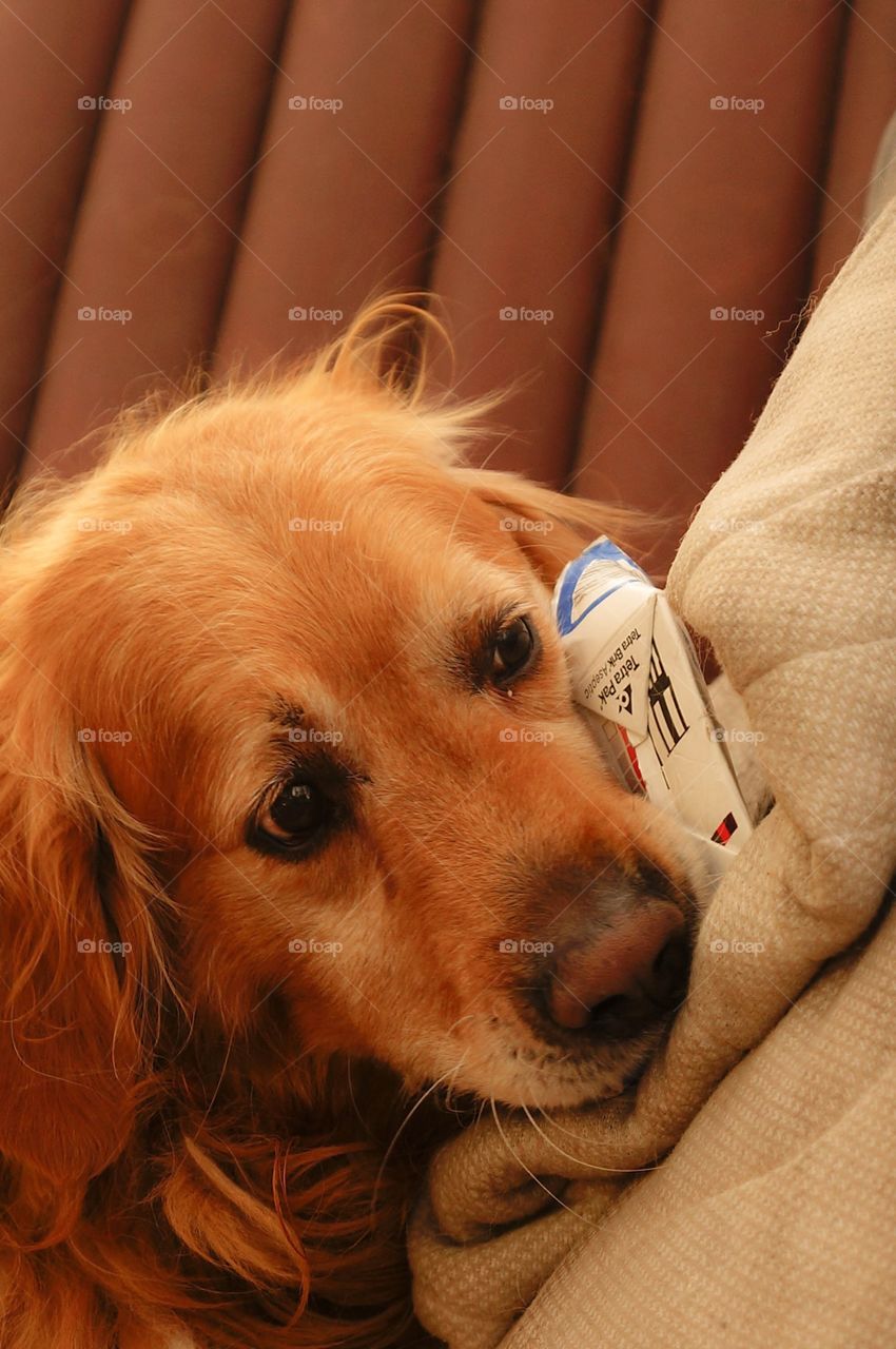 Golden retriever biting a milk carton