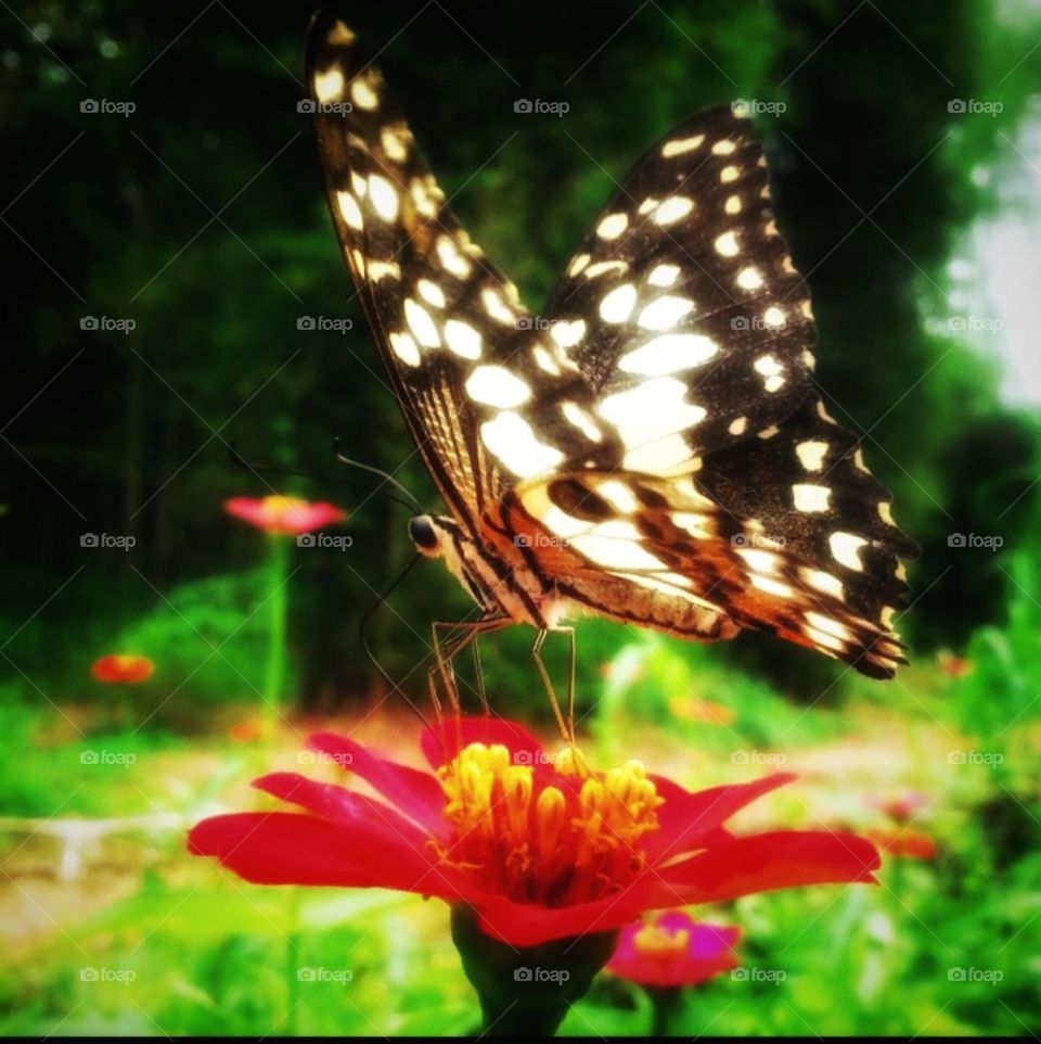 Photo of flowers in a flower garden with butterflies