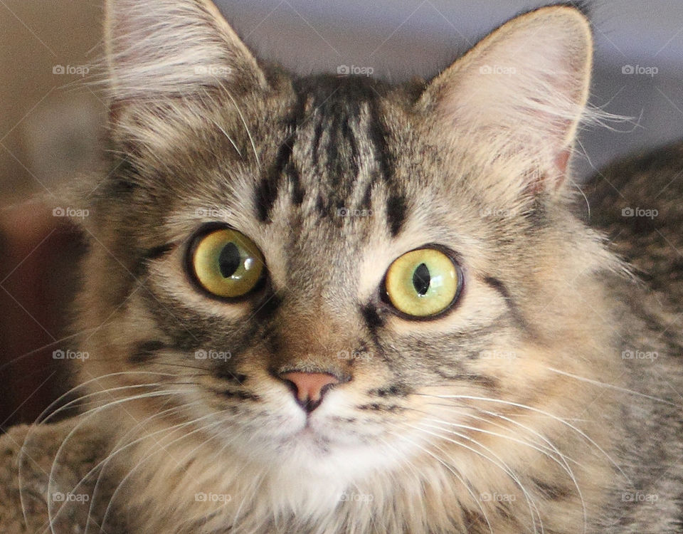 kitty you my have by lajack