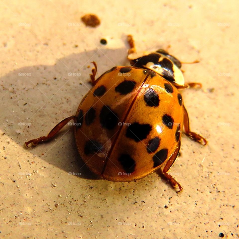 Ladybird