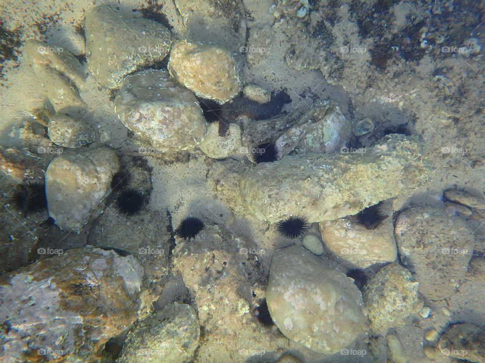 sea urchins underwater. sea urchins on the rocks under the sea