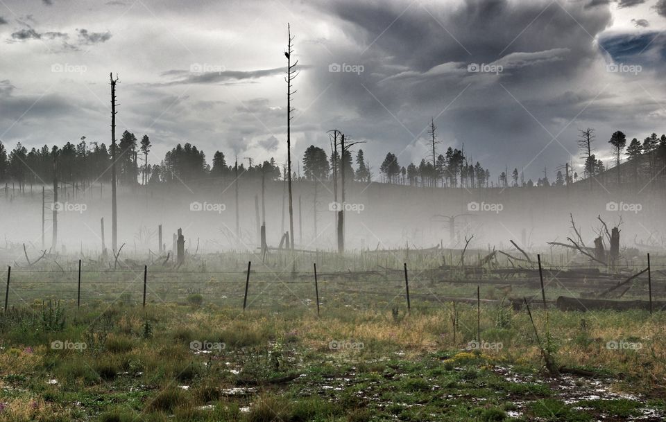 Darkness over swamp.