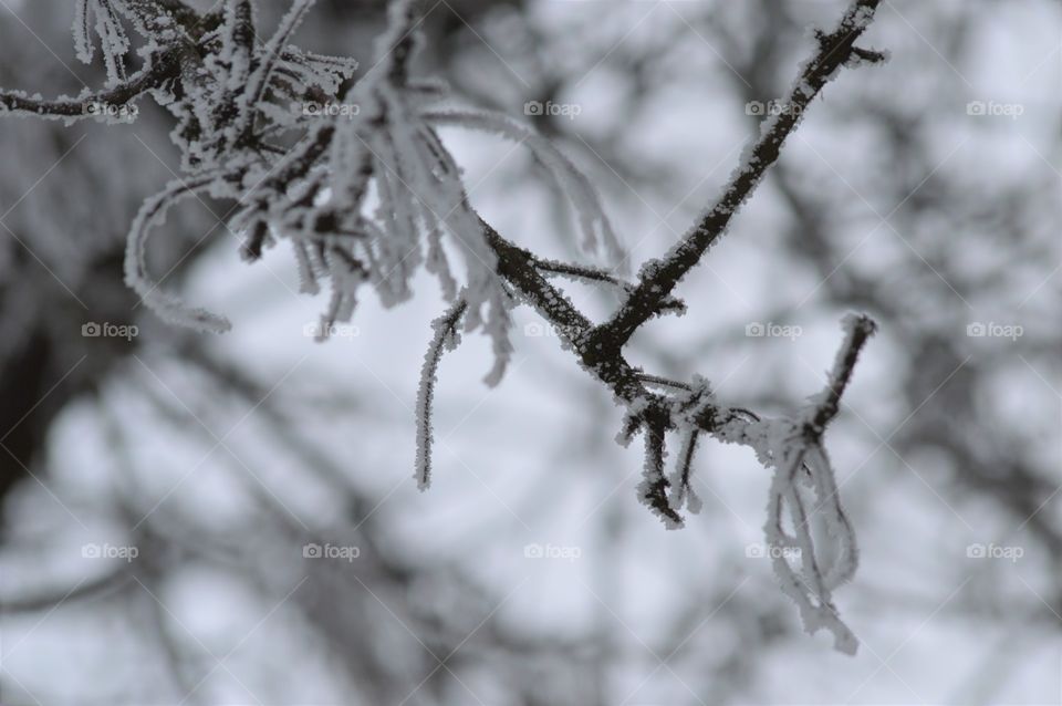 winter forest