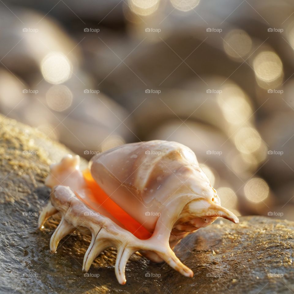 Shell 