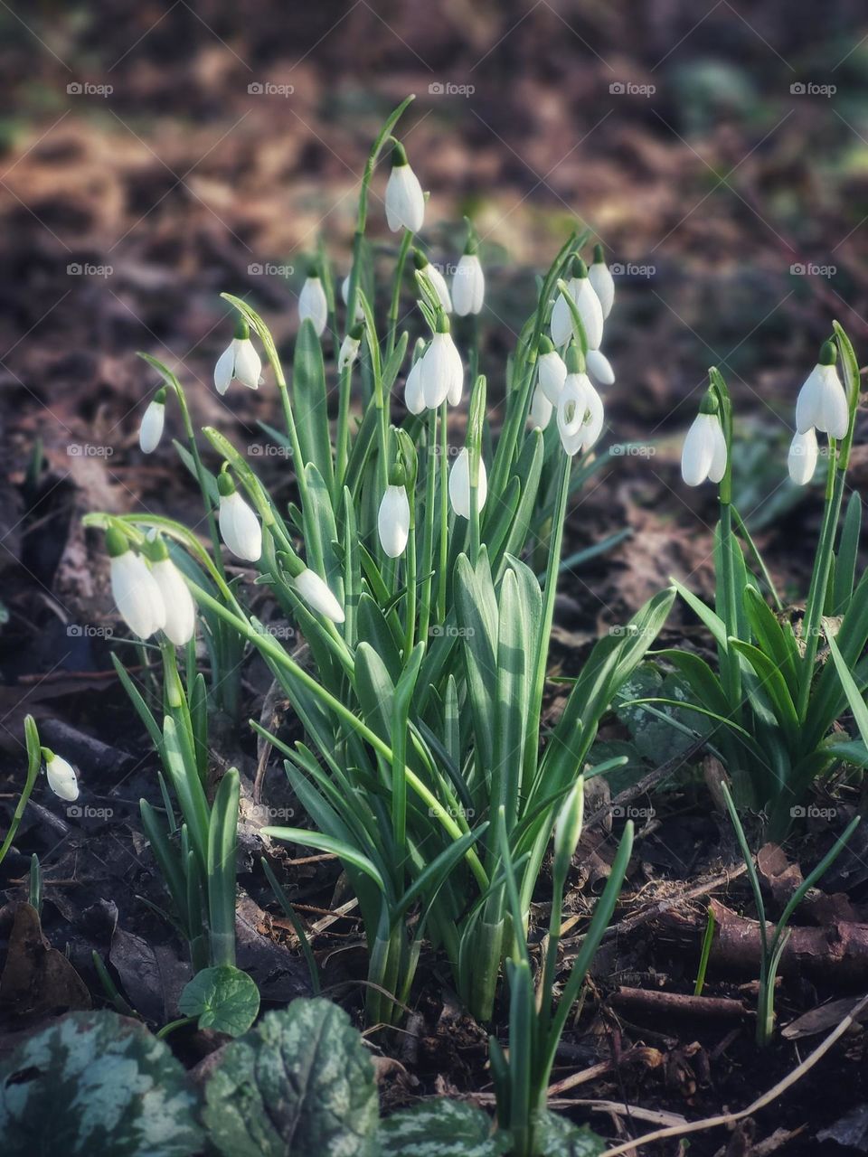 Snowdrops, symbolic of hope