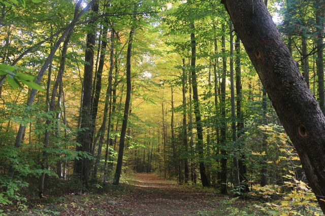 forest trees. trees in the forest
