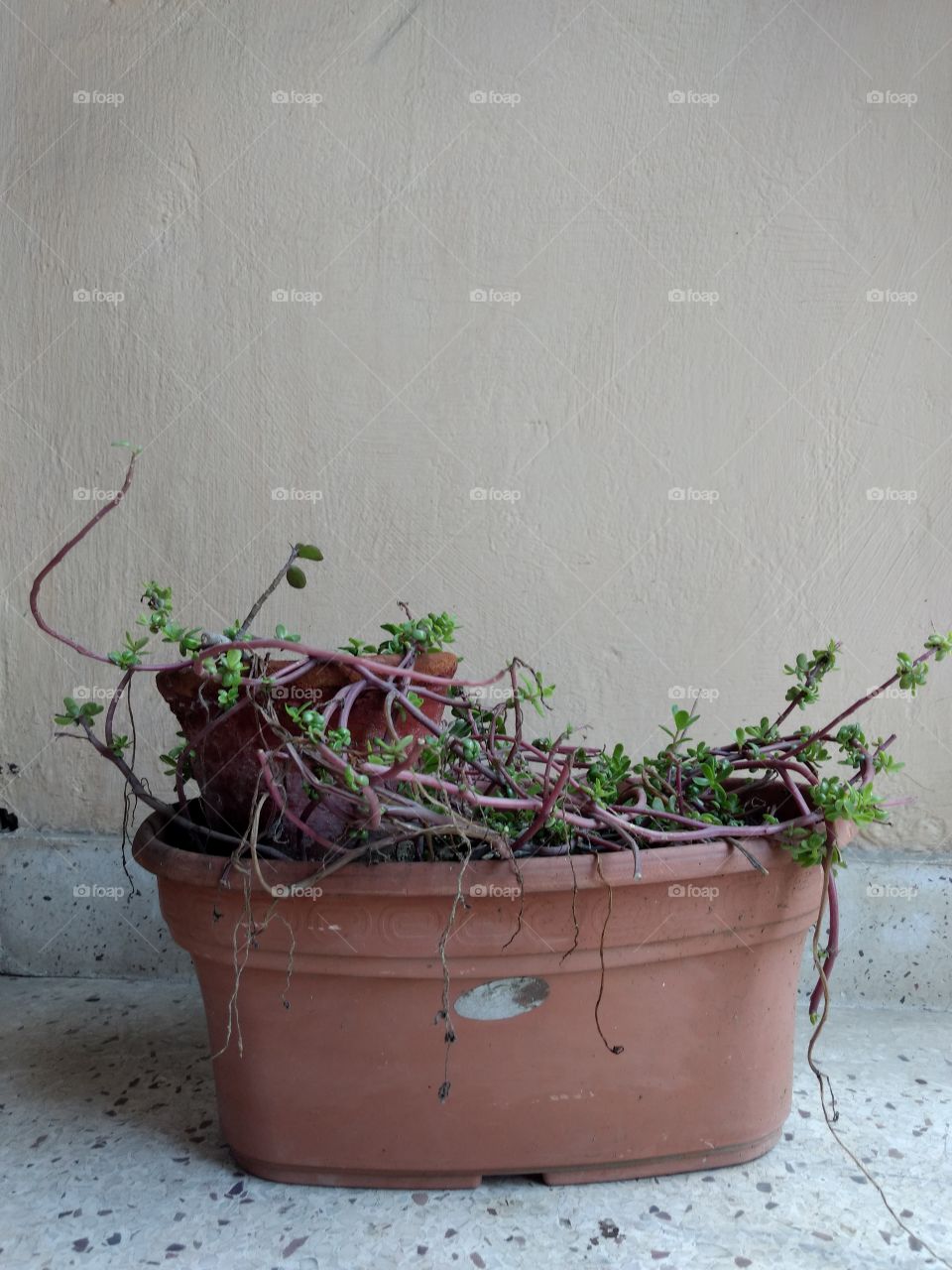 plant in a pot with weary roots.